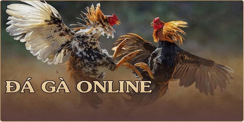 Kinh Nghiệm Chơi Đá Gà Giúp Sư kê Thắng Lớn Ở Mọi Trường Đấu Bật mí những kinh nghiệm chơi đá gà bất bại mới nhất