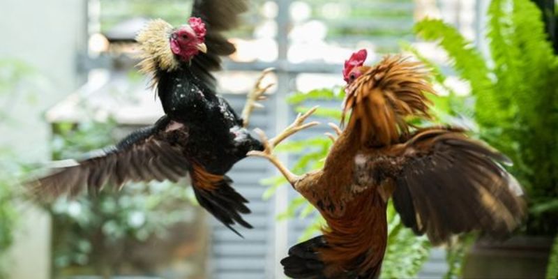 Trực Tiếp Gà Phi - Hình Thức Chọi Gà Lôi Cuốn Mới Nhất 2024 Ưu điểm cực lôi cuốn của trực tiếp gà phi
