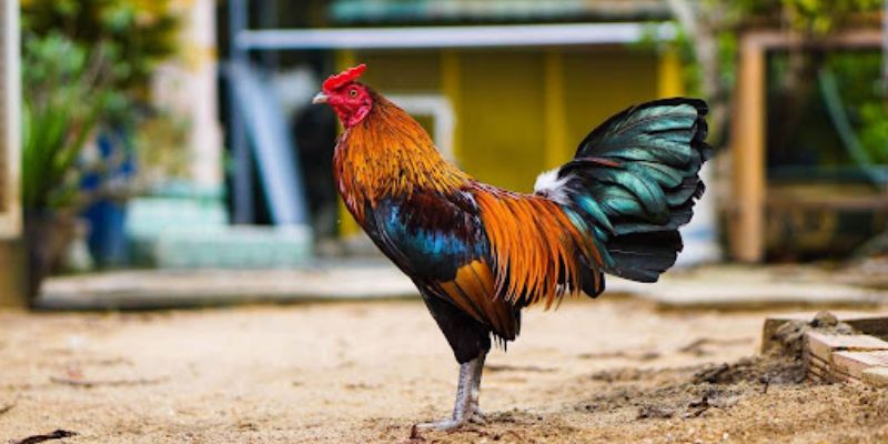 Cách Chọn Gà Đá Cựa Sắt Hay - Bí Quyết Bất Bại Trên bj88 Màu lông cũng là yếu tố quyết định gà cựa sắt đá hay