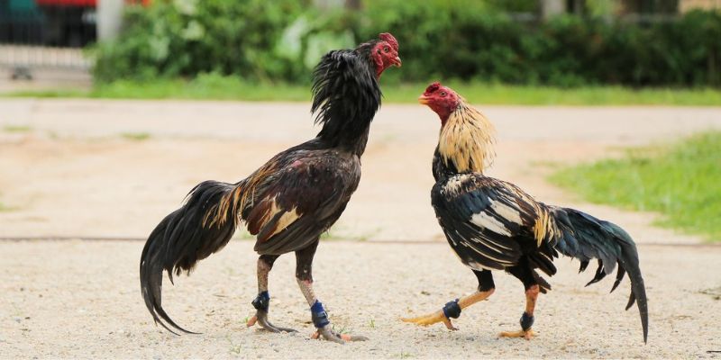 Cách Nuôi Gà Đá Thả Vườn Hiệu Quả Đem Lại Hiệu Quả Cách nuôi gà đá thả vườn ở từng giai đoạn